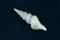 藏品(玉米捲管螺 )的圖片
